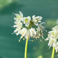 Allium cernuum 'White Dwarf'